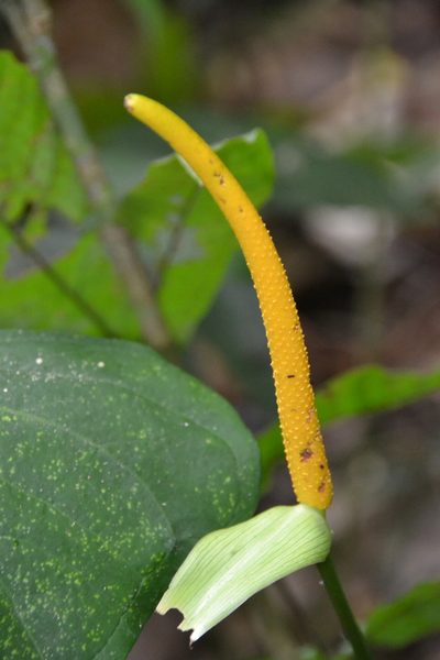 Anthurium ochranthum, photographed by Letizia Weichgrebe