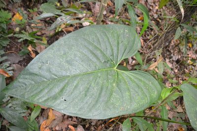 Anthurium ochranthum, photographed by Letizia Weichgrebe