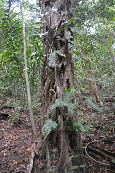 Philodendron sagittifolium, photographed by Letizia Weichgrebe