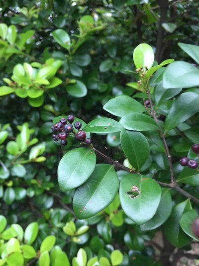 Syzygium elliptifolium, photographed by teresa lo