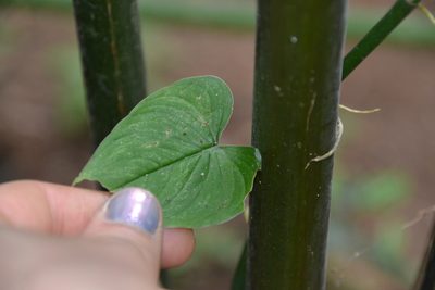 Philodendron jacquinii, photographed by Letizia Weichgrebe