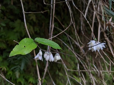 Deutzia taiwanensis, photographed by Cheng-Te Hsu