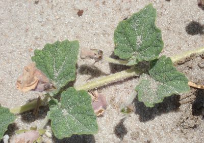 Sesamum eriocarpum, photographed by Robert Taylor