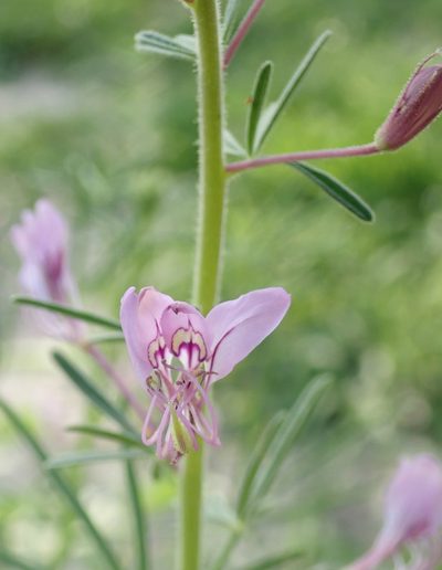 Cleome hirta, photographed by Robert Taylor