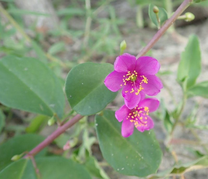 Talinum portulacifolium, photographed by Robert Taylor