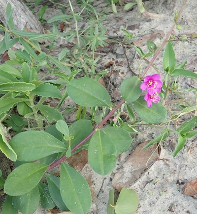 Talinum portulacifolium, photographed by Robert Taylor