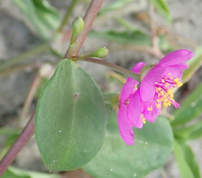 Talinum portulacifolium, photographed by Robert Taylor