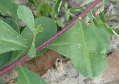 Talinum portulacifolium, photographed by Robert Taylor