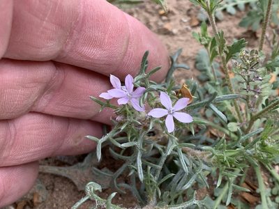 Ipomopsis pumila, photographed by CK2AZ