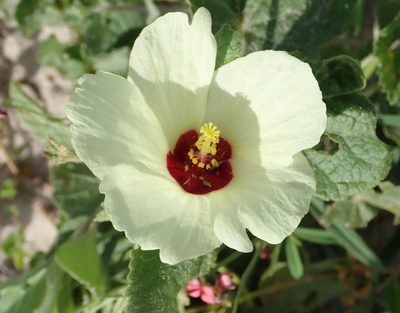 Pavonia senegalensis, photographed by Robert Taylor