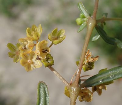 Gisekia pharnaceoides, photographed by Robert Taylor