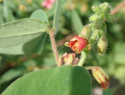Chamaecrista absus, photographed by Robert Taylor