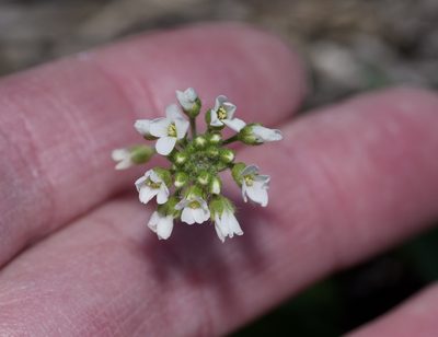 Tomostima platycarpa, photographed by Michelle W. （鍾偉瑋）