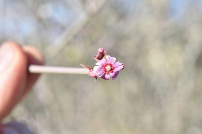 Euphorbia xanti, photographed by Alan Rockefeller