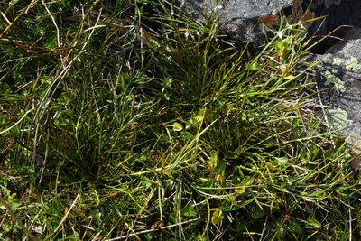 Aciphylla pinnatifida, photographed by John Barkla
