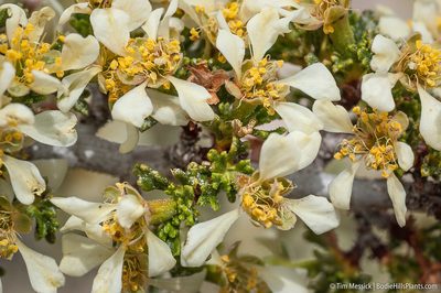 Purshia glandulosa, photographed by Tim Messick