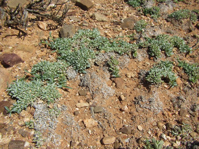 Eragrostis bergiana, photographed by douglaseustonbrown