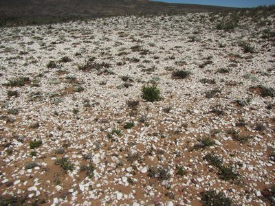 Gibbaeum pubescens, photographed by douglaseustonbrown