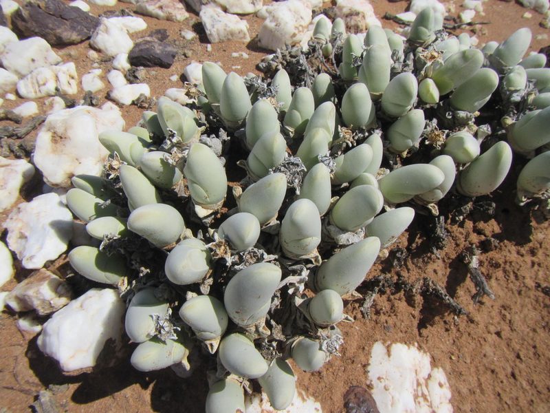 Gibbaeum pubescens, photographed by douglaseustonbrown