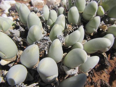 Gibbaeum pubescens, photographed by douglaseustonbrown