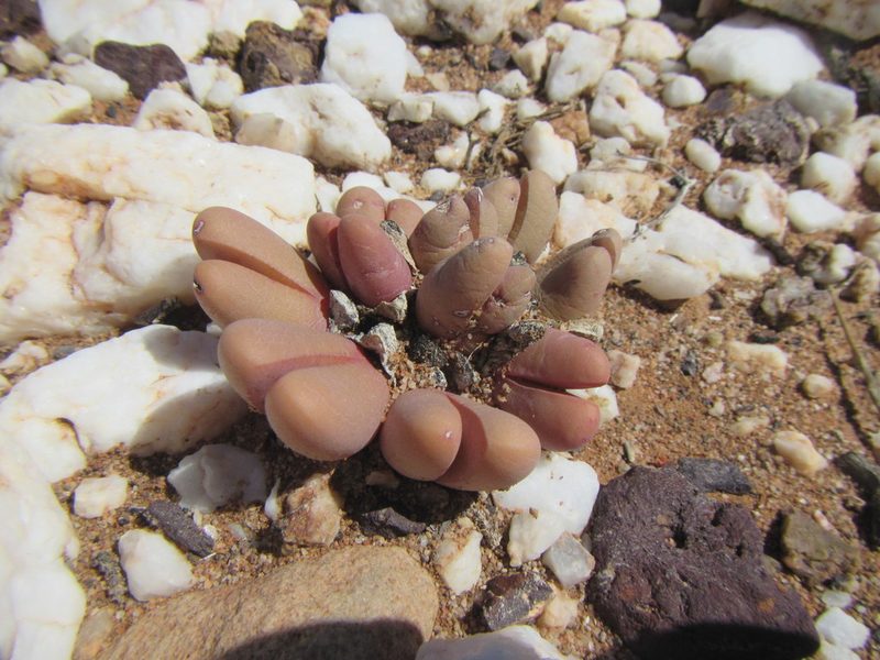 Antegibbaeum fissoides, photographed by douglaseustonbrown