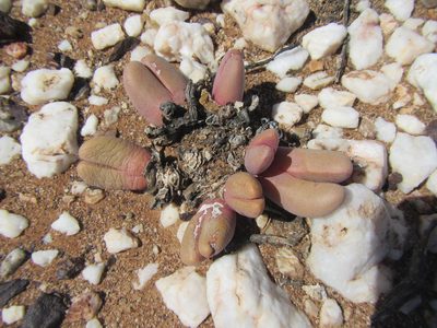 Antegibbaeum fissoides, photographed by douglaseustonbrown