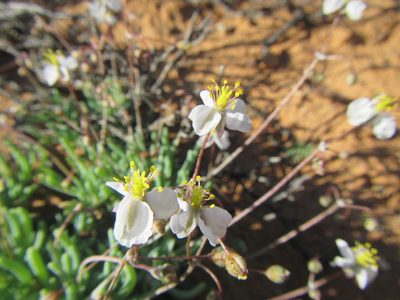 Kewa salsoloides, photographed by douglaseustonbrown