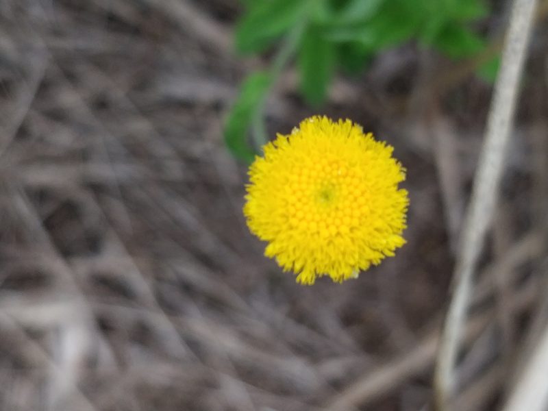 Coronidium rutidolepis, photographed by Will Cornwell