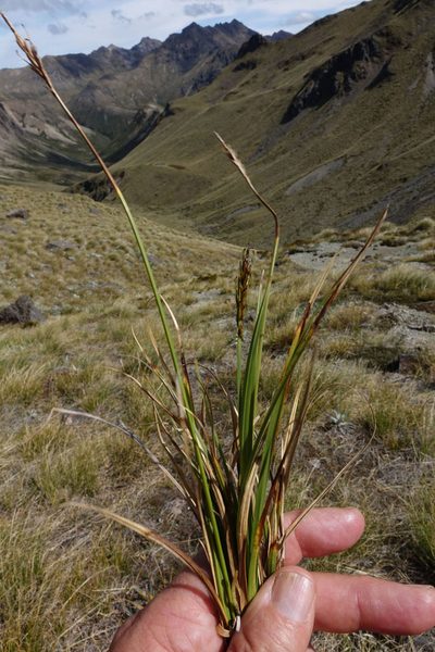 Carex penalpina, photographed by John Barkla