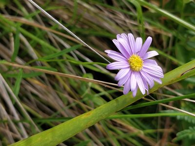 Brachyscome graminea, photographed by Will Cornwell