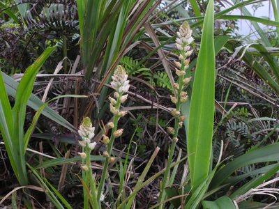 Aletris spicata, photographed by Jacy Chen