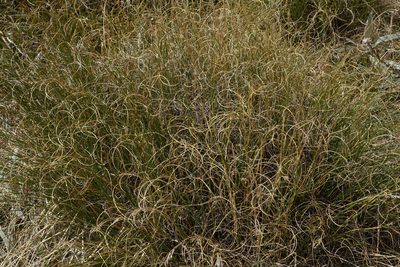 Chionochloa crassiuscula, photographed by John Barkla