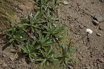 Celmisia densiflora, photographed by John Barkla