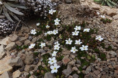 Lobelia glaberrima, photographed by John Barkla