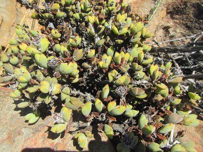Braunsia apiculata, photographed by douglaseustonbrown