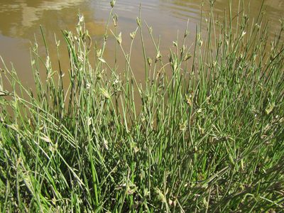 Cyperus laevigatus, photographed by douglaseustonbrown