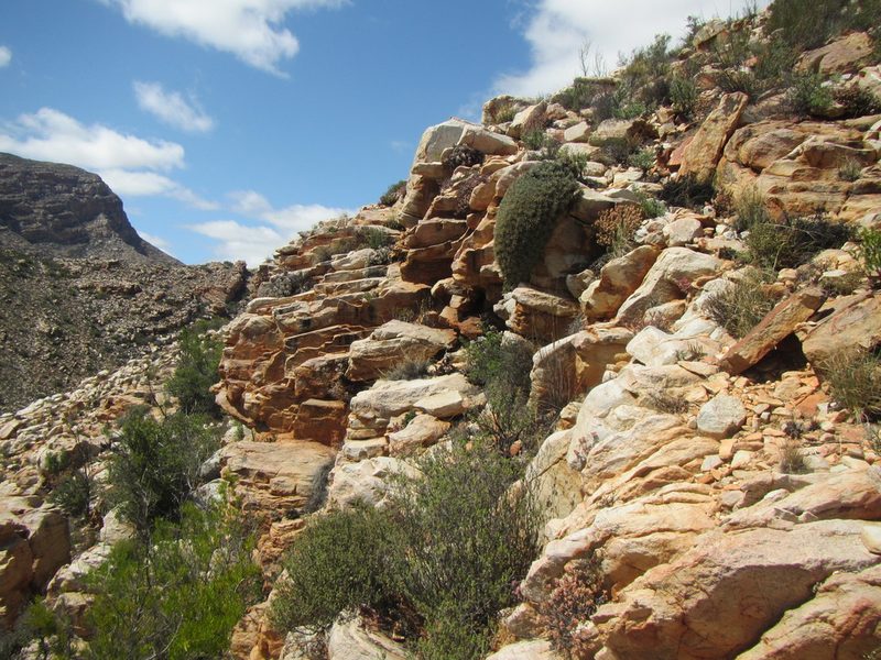 Euphorbia multifolia, photographed by douglaseustonbrown