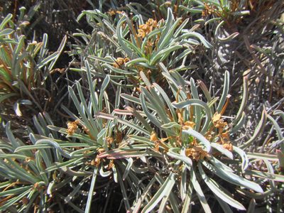 Euphorbia multifolia, photographed by douglaseustonbrown