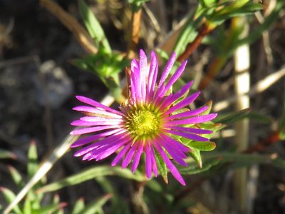 Erepsia anceps, photographed by Jeremy Gilmore