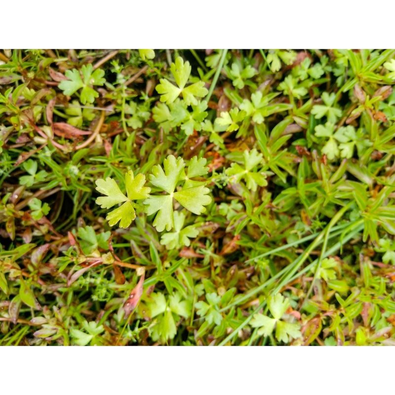 Ranunculus macropus, photographed by Courtney Tregurtha-Nairn