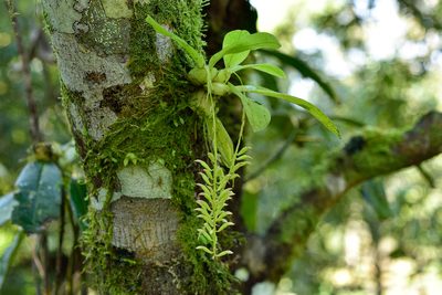 Liparis elliptica, photographed by 國立臺灣博物館
