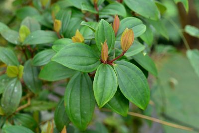 Medinilla fengii, photographed by 國立臺灣博物館