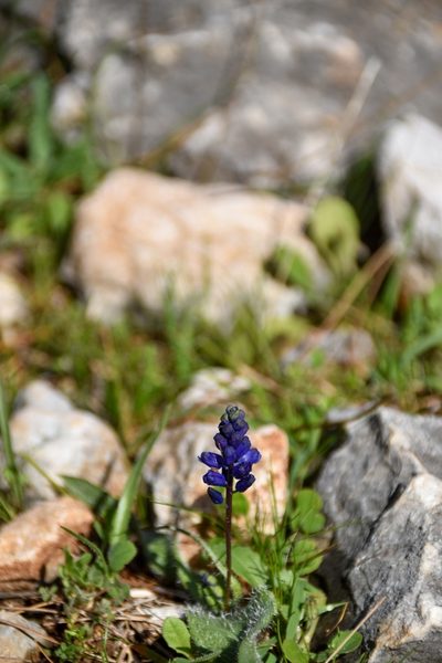 Hyacinthella hispida, photographed by Татьяна Прозорова