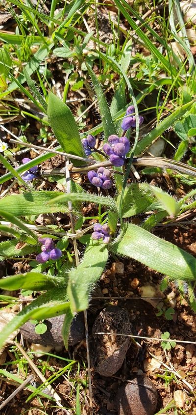 Hyacinthella hispida, photographed by Татьяна Прозорова