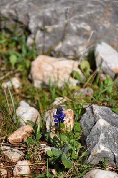 Hyacinthella hispida, photographed by Татьяна Прозорова