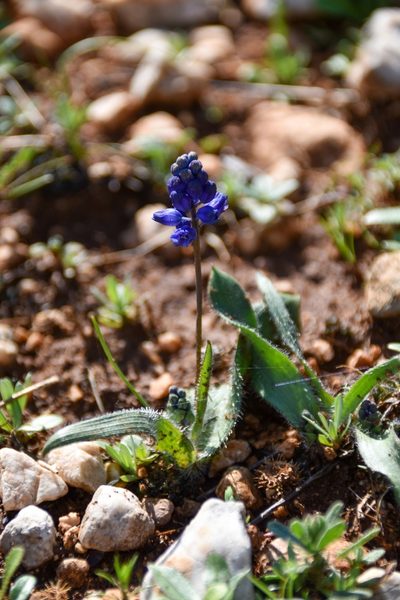 Hyacinthella hispida, photographed by Татьяна Прозорова