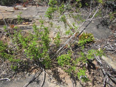 Salvia namaensis, photographed by douglaseustonbrown