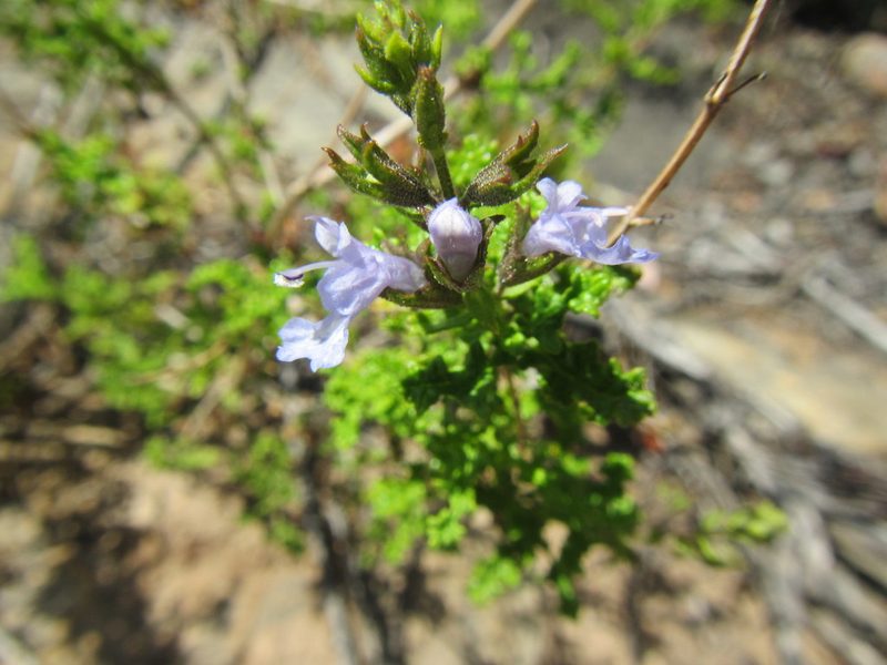 Salvia namaensis, photographed by douglaseustonbrown
