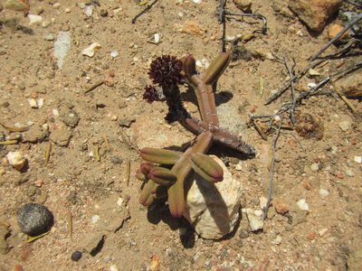Crassula pyramidalis, photographed by douglaseustonbrown