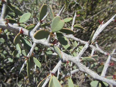 Gymnosporia integrifolia, photographed by douglaseustonbrown